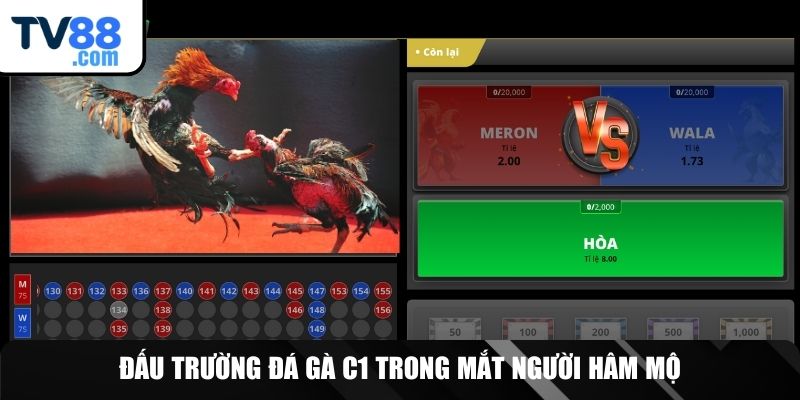 Đá Gà C1 – Đỉnh Cao Giải Trí Và Cá Cược Thực Chiến