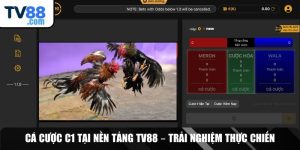 Đá Gà C1 – Đỉnh Cao Giải Trí Và Cá Cược Thực Chiến