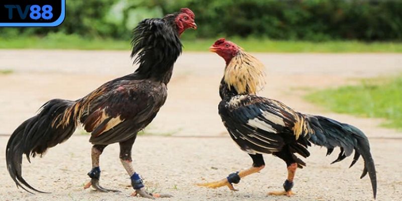 Áp dụng 3 mẹo cược chọi kê cựa sắt hiệu quả