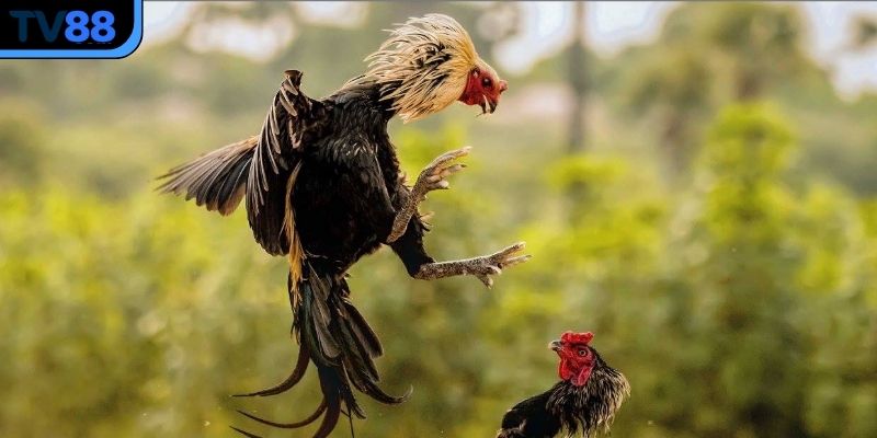 Đá gà cựa sắt rất được hội viên ưa chuộng