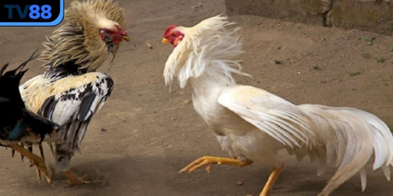 đá gà cựa sắt