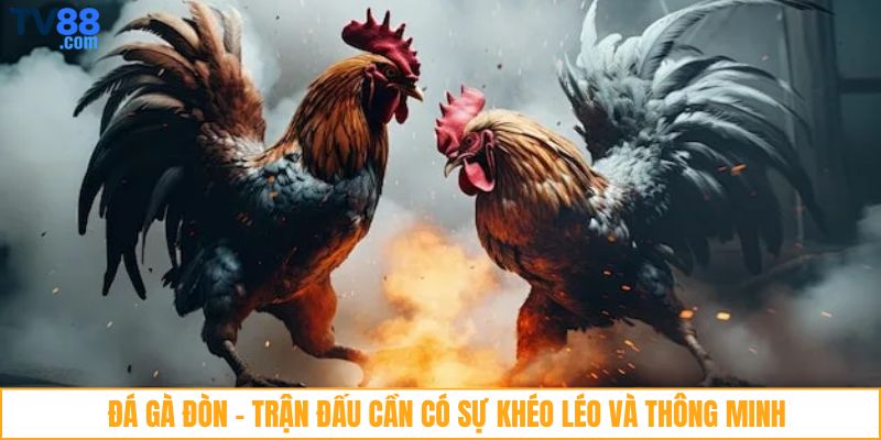 Đá gà đòn - Trận đấu cần có sự khéo léo và thông minh