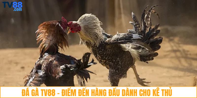 Đá gà TV88 - Điểm đến hàng đầu dành cho kê thủ