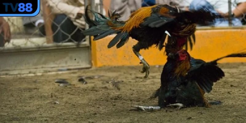 Nắm vững quy tắc quy tắc đá gà cựa sắt cơ bản