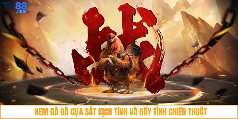 Xem đá gà cựa sắt kịch tính và đầy tính chiến thuật